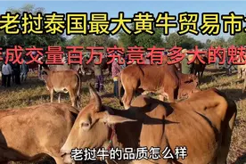 老挝泰国边境最大，黄牛市场年交易量百万头，有多大魅力视频封面