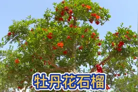 山东有一种石榴树真是不简单，竟能开出“牡丹花”，真是太好看了视频封面