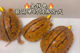 养殖金钱龟的新手看过来，教你们最简单的养金钱龟方式～视频封面