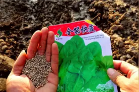 种冬菠菜有技巧？菜籽搓一搓不用催芽，3天出苗5天长叶没虫病高产视频封面