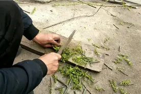 柳树枝制作生根水，简单方便，用他浇花生根生到爆。视频封面