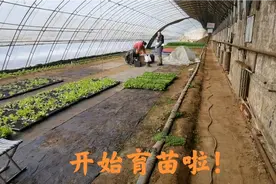 早春甘蓝花菜等蔬菜开始育苗啦，听听穆老师讲讲早春育苗注意事项视频封面