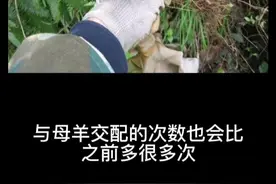 关于“淫羊藿”的名字还有这么样一段有趣的神奇故事视频封面