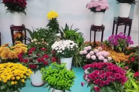 趵突泉菊花展又开幕啦！