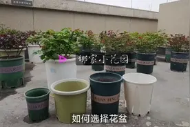 月季花盆的选择也大有学问。阳台露台、小苗大苗的花盆各有不同视频封面