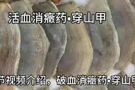 穿山甲，善于走窜，性专行散，属于国家一级保护动物，捕猎属违法视频封面
