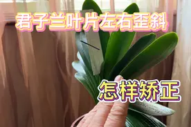 君子兰叶片左右歪斜乱七八糟，这个方法简单管用一定要学会视频封面