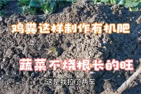 发酵鸡粪种菜有诀窍，这样做蔬菜不烧根长的旺，老农现场讲解视频封面