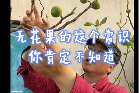 知道无花果的这个不为人知的秘密，可以解决很多烦恼视频封面