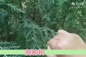 今天在这一片地里，能找到这么多侧柏树实属不易，我赶紧采摘一点视频封面