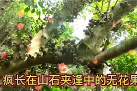 遮天蔽日的无花果生长在山石夹逢里视频封面