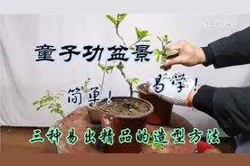 园艺师教你：三种童子功盆景容易出精品造型方法！新手快来看看