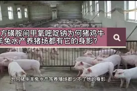 复方磺胺间甲氧嘧啶钠的在畜禽水产养殖中配伍与使用详解。视频封面