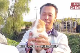 15岁老母狗  “老来得子”，太护犊子，隐藏一个多月主人都不知道视频封面