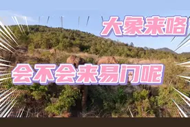 北迁大象到达玉溪易门和昆明晋宁交界，仅离易门县城44公里视频封面