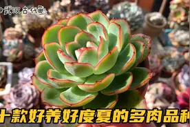 推荐十款好养又好看的多肉品种，南方度夏无压力，新手小伙伴参考视频封面