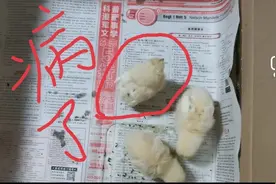 小鸡躺在地上奄奄一息，我用这个水给它洗了洗脚，竟然救了它一命