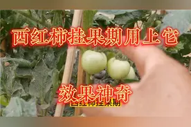 西红柿用它喷一喷，挂果多产量高，又大又沙甜视频封面