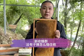 新收蜂群没有子脾换给它，又怕蜜蜂跑了，试试飞哥的老脾过箱法