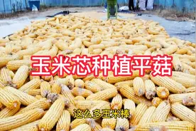 #新农人计划2021#农村人的一天，玉米芯室内室外种植技术，看完！视频封面