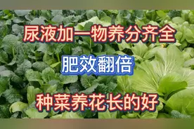 尿液加一物就是很好的有机肥，养分齐全肥效翻倍，种菜养花长的好