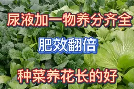 尿液加一物就是很好的有机肥，养分齐全肥效翻倍，种菜养花长的好视频封面