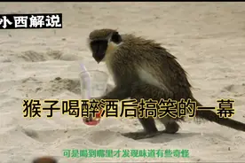 国外猴子喝醉酒后，搞笑的一幕视频封面