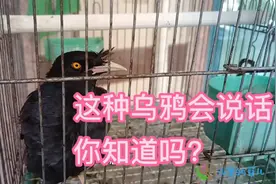 走在路上看到一只乌鸦，它跟我说话，我是不是太无聊了跟一只鸟玩视频封面
