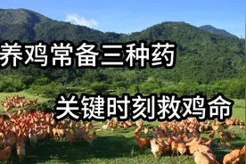 不管养什么鸡，常备这三种药，防治多种疾病，关键时候救鸡命！视频封面