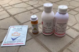 皇冠梨套袋前打什么药？防治梨木虱效果好，美化果面视频封面