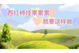 种植西红柿先学会整枝、打叉和喷施，挂果累累，多结不少果视频封面