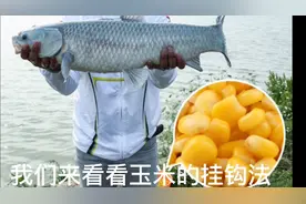 玉米饵钓鱼的三种挂钩法，学会鲤鱼草鱼鲫鱼都能钓视频封面