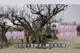 北方庭院最适合种的“镇宅多子树”、种上一棵好看上档次，还旺财