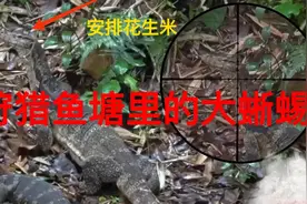 印度尼西亚职业猎人出击，狩猎鱼塘里的大蜥蜴，一连串收获五只。视频封面
