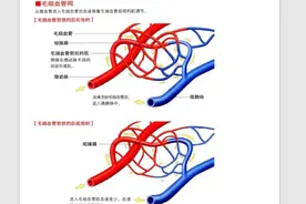 血管的构造，人的血管有多长？