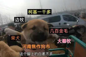 实拍河南焦作最大狗市，几百块钱的小柴犬，宠物狗价格这要涨了呀视频封面