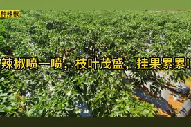 辣椒最喜欢这两种肥料，很多人不知道，喷一喷枝叶茂盛，挂果累累