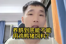 狮头鹅苗到底能不能用鸡鸭猪饲料？用错料鹅总是容易生病视频封面
