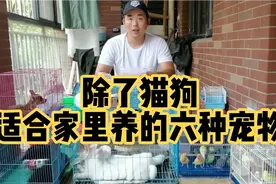 除了猫狗还有什么好养的宠物？这几种不用操心的宠物你知道多少？视频封面