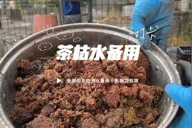受潮的茶枯泡水备用，也不影响功效，天然驱虫杀菌剂视频封面