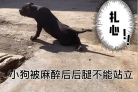 麻醉失误致小狗手术中出血量大，手术后不能站立，看它挣扎太扎心