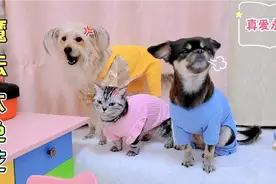 猫咪生病了，狗狗良心发现救回卷毛，还治好了猫咪的病视频封面