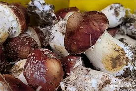 乡村振兴｜广西宜州区洛西镇大理村松茸菌迎来采收季