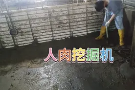 猪舍泼烧碱，又能泡粪，又能杀菌，清理猪舍真不错视频封面