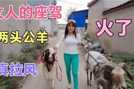 农村少妇真会玩，出门都骑羊，这两头羊真拉风啊，太搞笑了视频封面