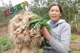香葱可以自己留种，去年种的香葱可以拨了，小清教你留葱种视频封面