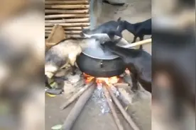 全网动物成精的搞笑名场面，这几只羊让我笑了一整天