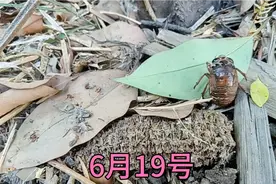 河南省：早上8点爬叉（知了猴）才爬出来，什么原因——天干物燥