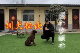 胆小如鼠的小马犬，经过细心的调教，还能恢复正常的性格吗