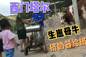 西门塔尔母牛生崽后奶太多，机器挤奶缓解奶胀，这牛养的怎么样？视频封面